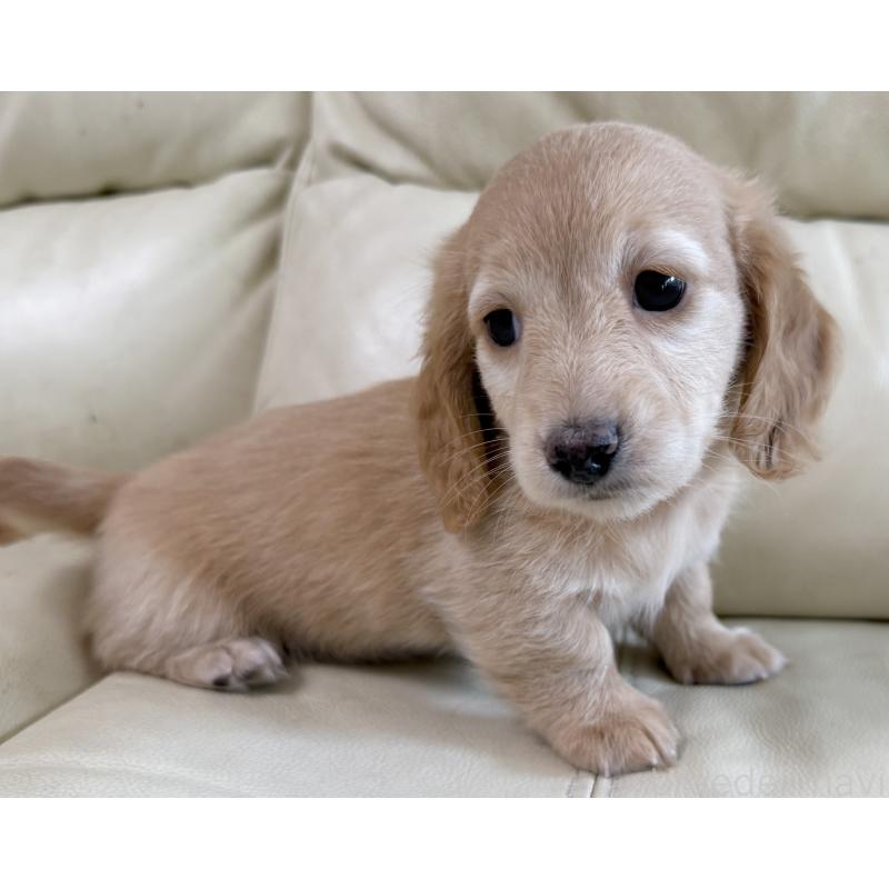 販売中の宮崎県のミニチュアダックスフンド(ロングヘアード)-424820の3枚目