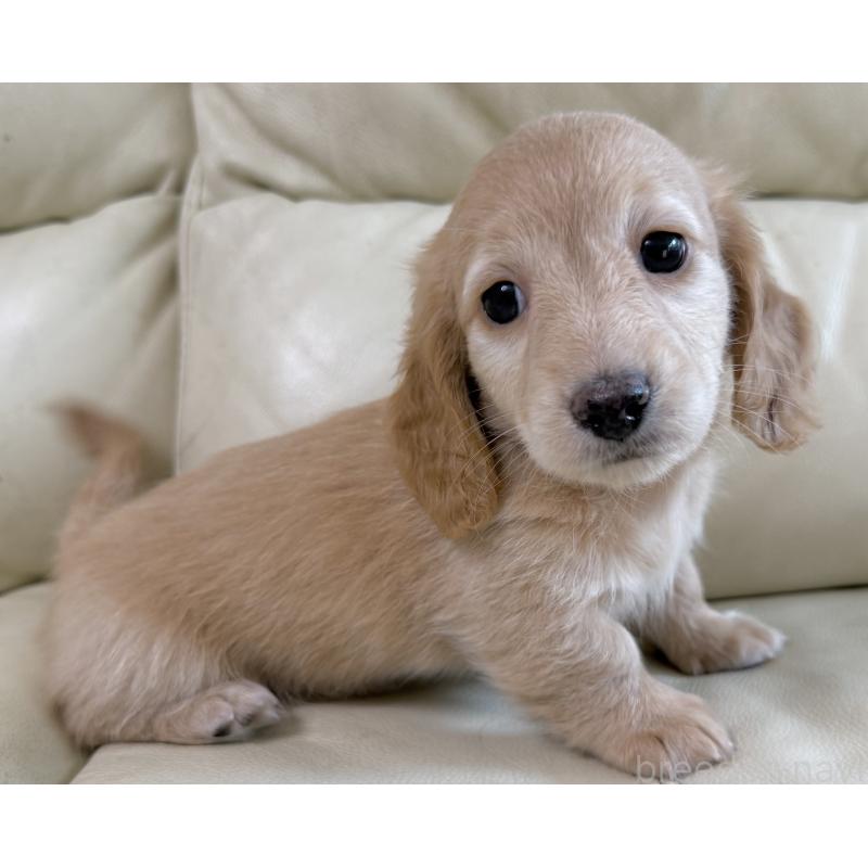 販売中の宮崎県のミニチュアダックスフンド(ロングヘアード)-424820の2枚目