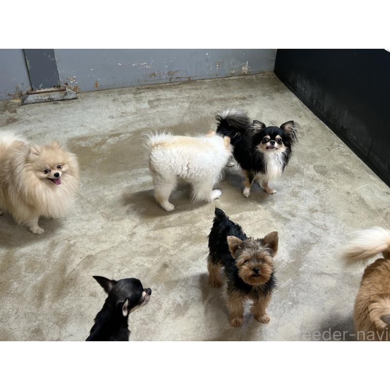 成約済の香川県のチワワ(ロングコート)-413874の5枚目