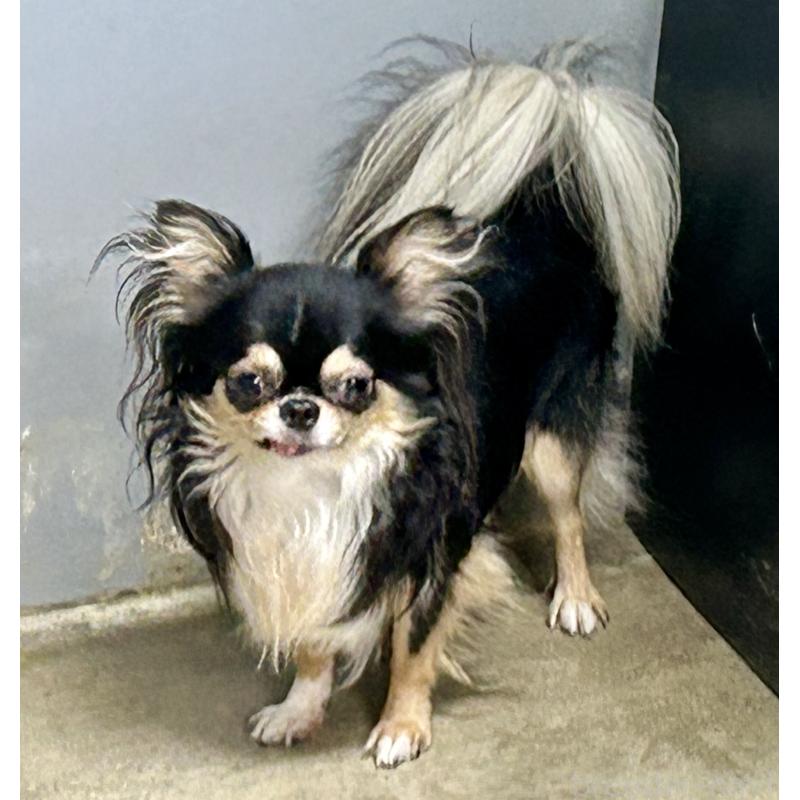 成約済の香川県のチワワ(ロングコート)-413874の4枚目