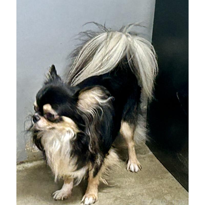 成約済の香川県のチワワ(ロングコート)-413874の3枚目