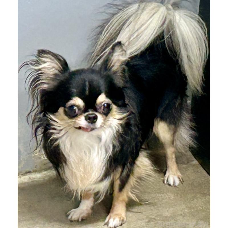 成約済の香川県のチワワ(ロングコート)-413874の2枚目