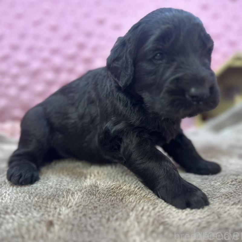 販売中の茨城県のゴールデンドゥードル:ゴールデンレトリーバー×プードル-423480