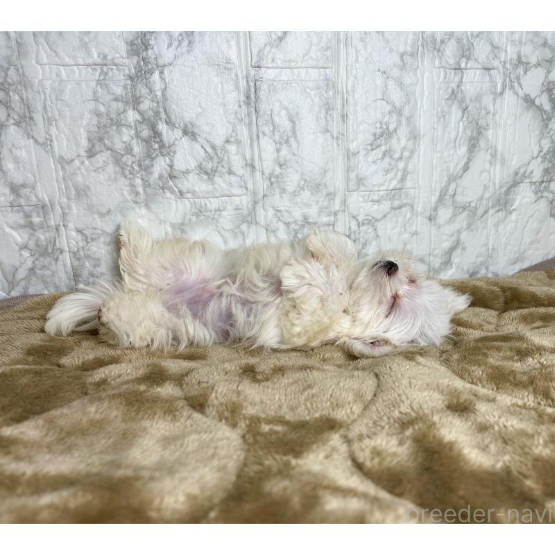 販売中の北海道のマルチーズ-424971の12枚目