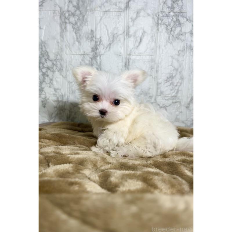 販売中の北海道のマルチーズ-424971の1枚目