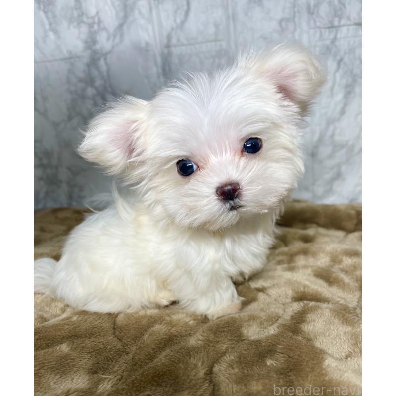 販売中の北海道のマルチーズ-424971の11枚目