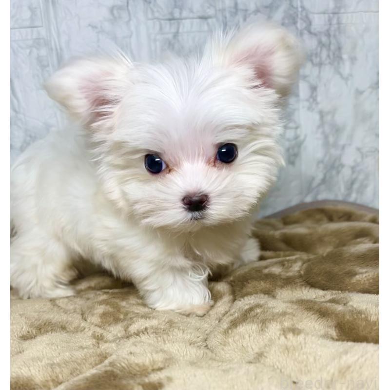 販売中の北海道のマルチーズ-424971の10枚目