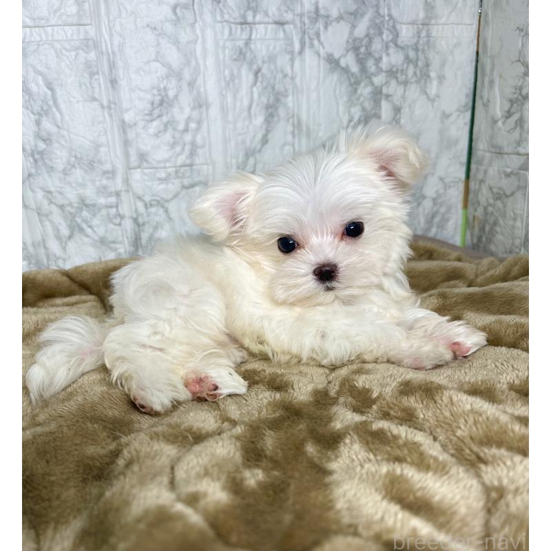 販売中の北海道のマルチーズ-424971の8枚目