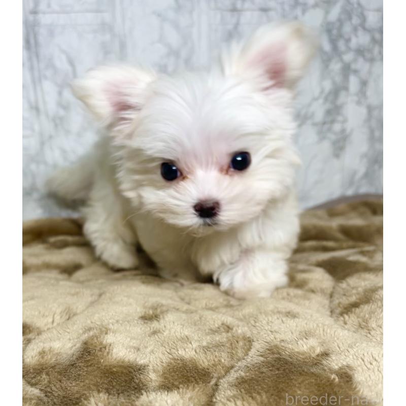 販売中の北海道のマルチーズ-424971の7枚目