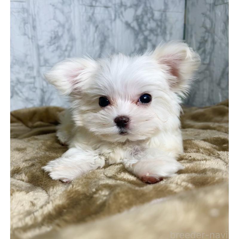 販売中の北海道のマルチーズ-424971の6枚目