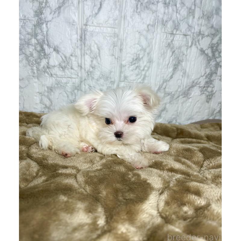 販売中の北海道のマルチーズ-424971の5枚目