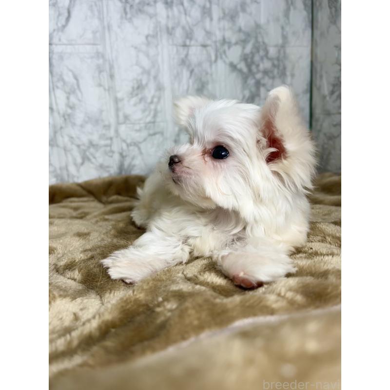 販売中の北海道のマルチーズ-424971の2枚目