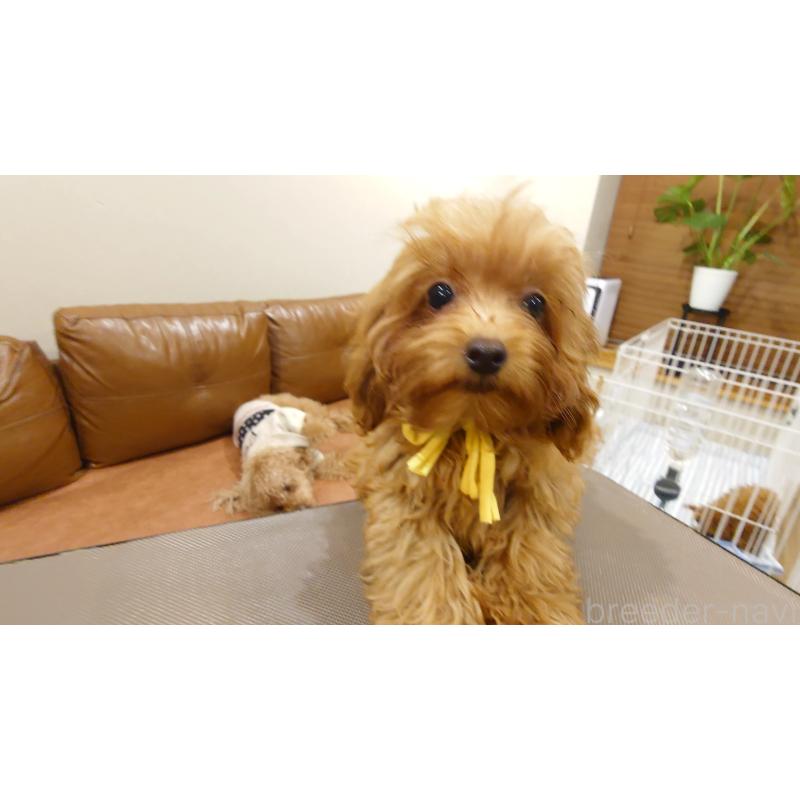 販売中の北海道のタイニープードル-405819の3枚目