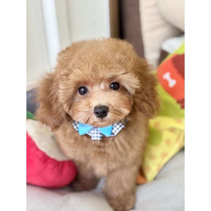 販売中の福岡県のトイプードル-417281の3枚目