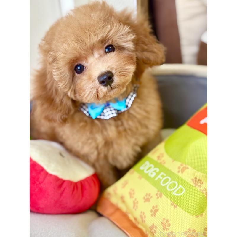 販売中の福岡県のトイプードル-417281の2枚目