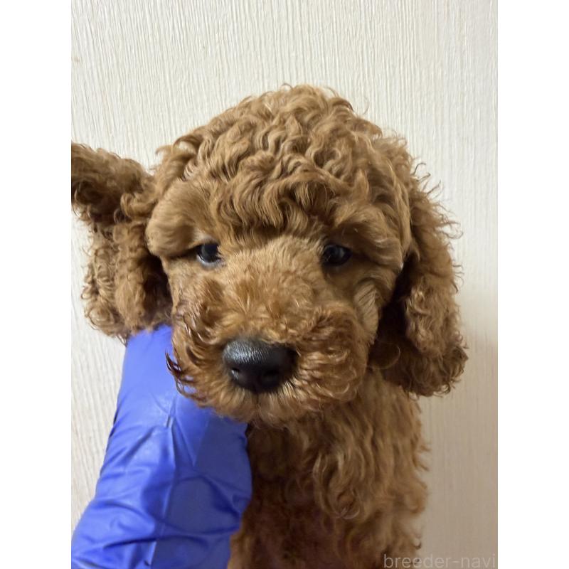 販売中の埼玉県のミニチュアプードル-424978の2枚目