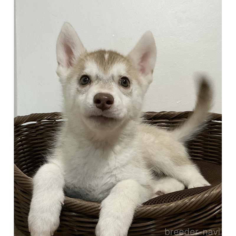 販売中の神奈川県のシベリアンハスキー-414600の3枚目