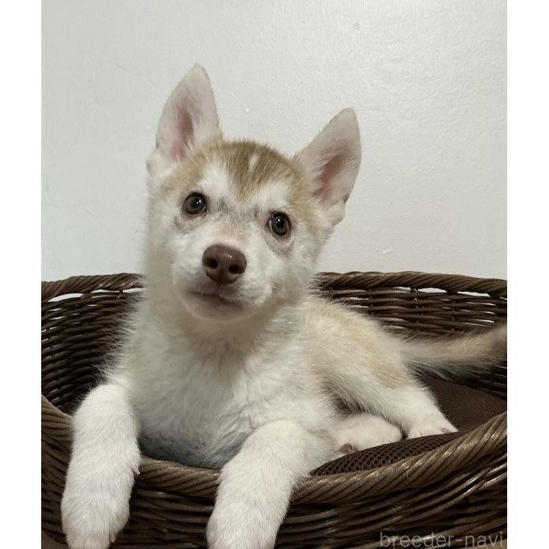 販売中の神奈川県のシベリアンハスキー-414600の2枚目