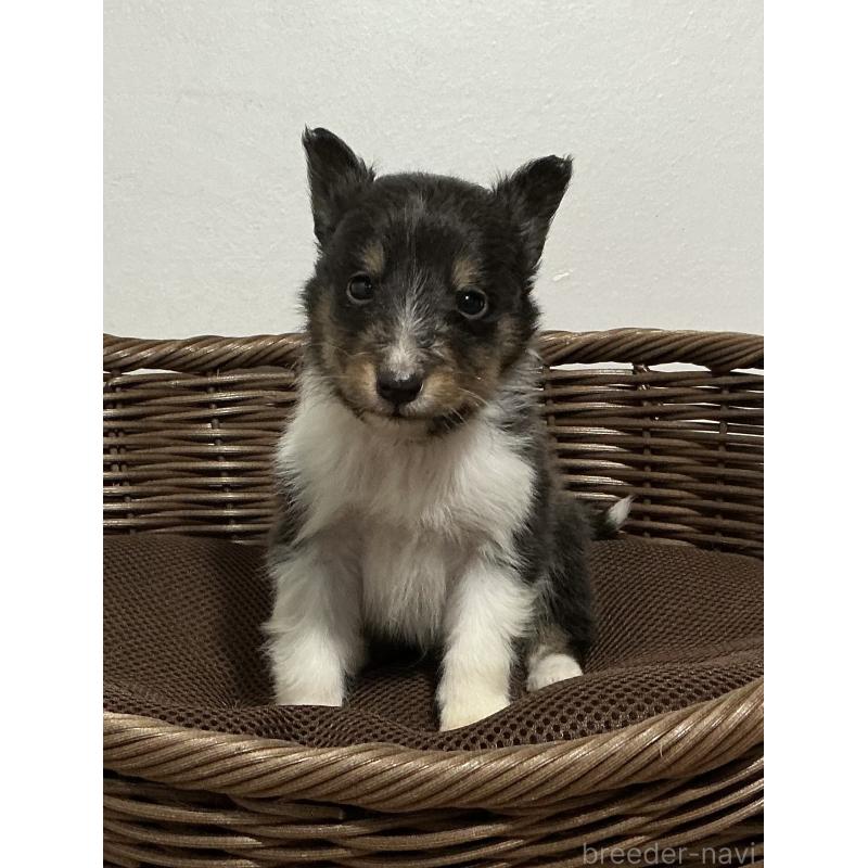 成約済の神奈川県のシェットランドシープドッグ(シェルティ)-423634の6枚目