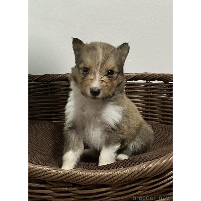 成約済の神奈川県のシェットランドシープドッグ(シェルティ)-423635の11枚目