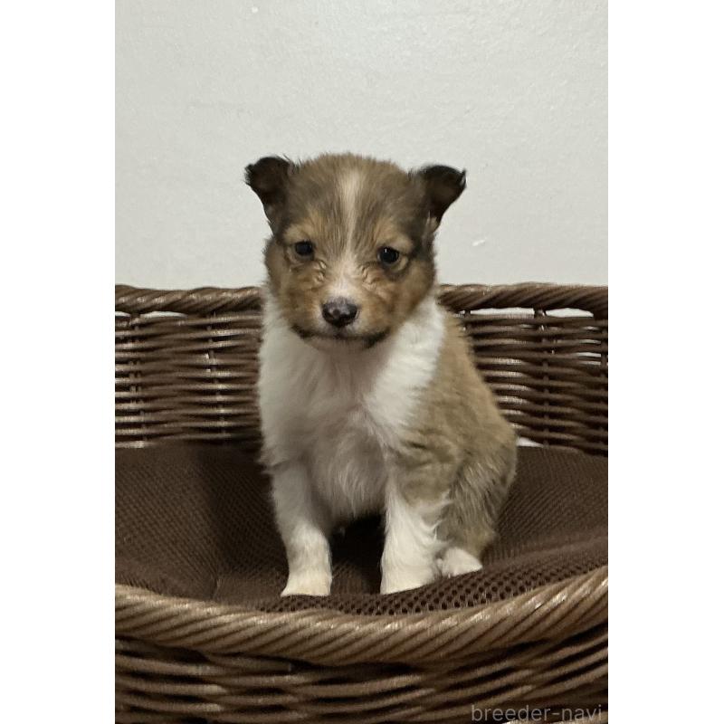 成約済の神奈川県のシェットランドシープドッグ(シェルティ)-423636の11枚目