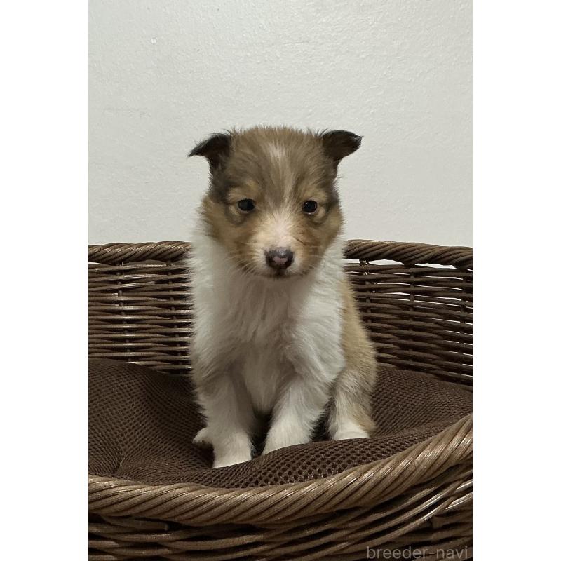 成約済の神奈川県のシェットランドシープドッグ(シェルティ)-423637の11枚目