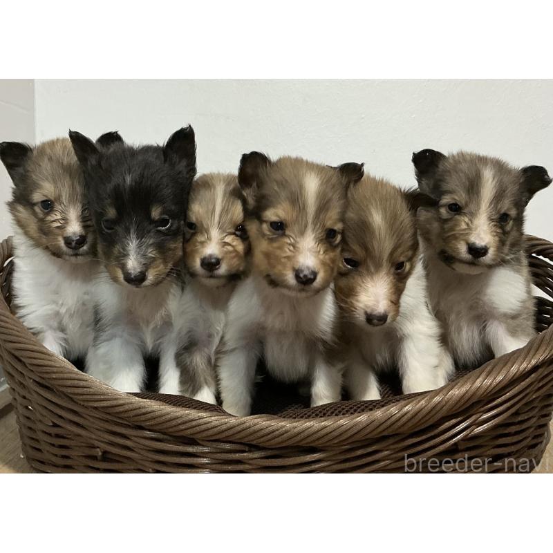 成約済の神奈川県のシェットランドシープドッグ(シェルティ)-423637の10枚目