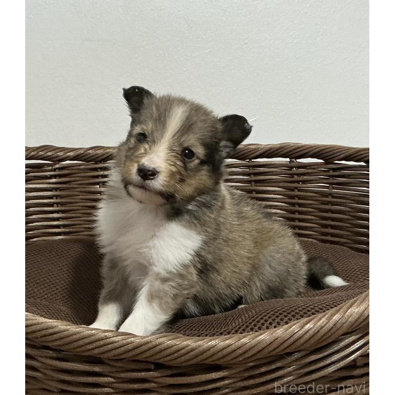 成約済の神奈川県のシェットランドシープドッグ(シェルティ)-423638の11枚目