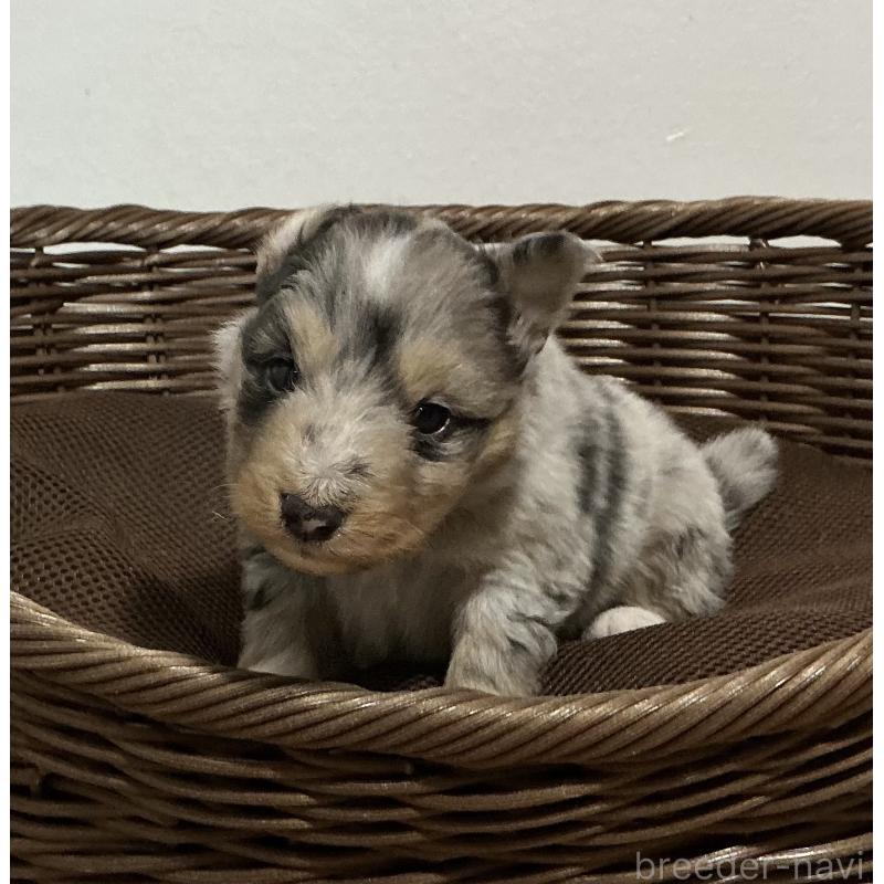 販売中の神奈川県のシェットランドシープドッグ(シェルティ)-424979の8枚目