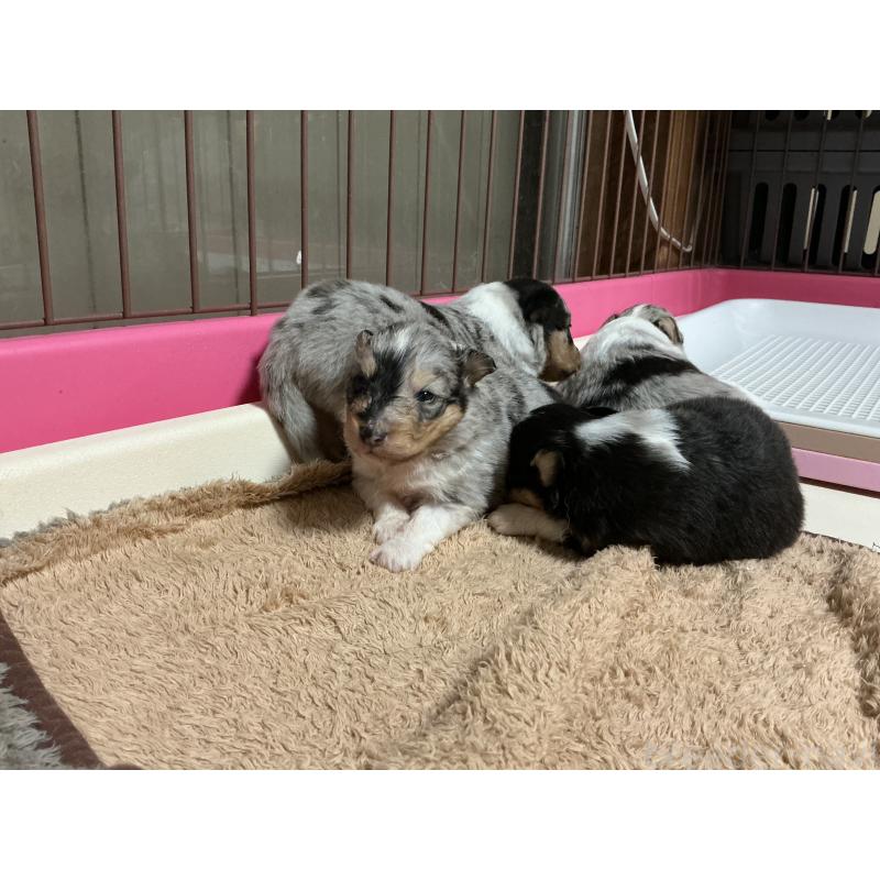 販売中の神奈川県のシェットランドシープドッグ(シェルティ)-424979の5枚目