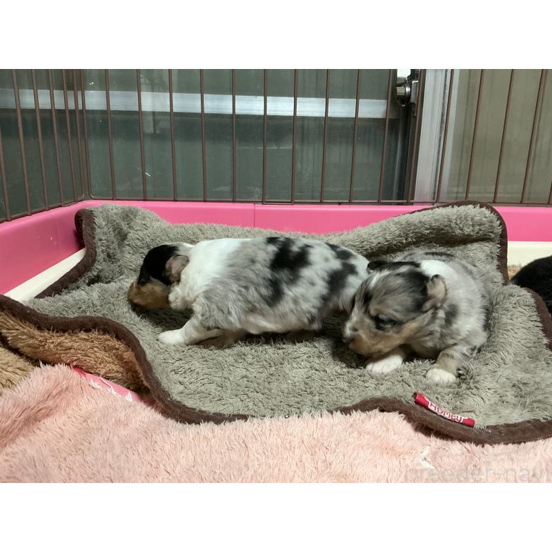 販売中の神奈川県のシェットランドシープドッグ(シェルティ)-424979の3枚目