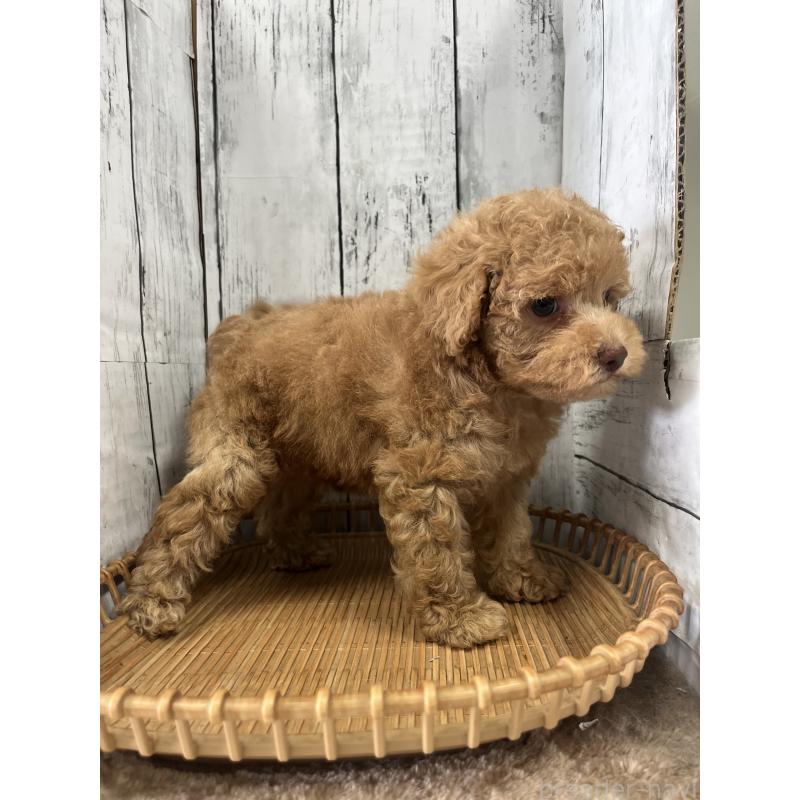 販売中の山梨県のトイプードル-424990の5枚目