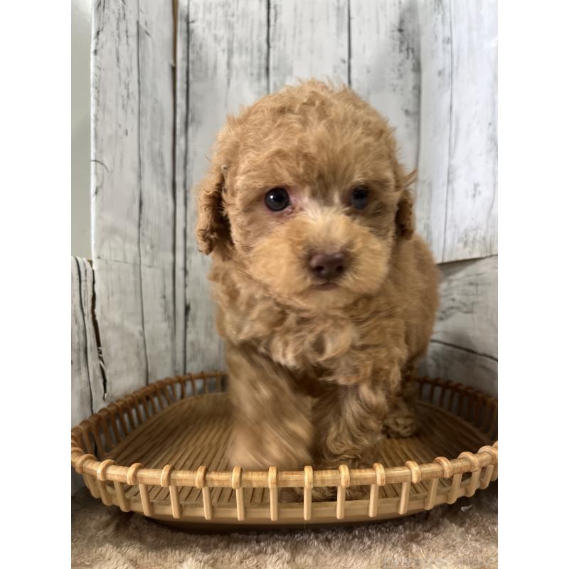 販売中の山梨県のトイプードル-424990の4枚目