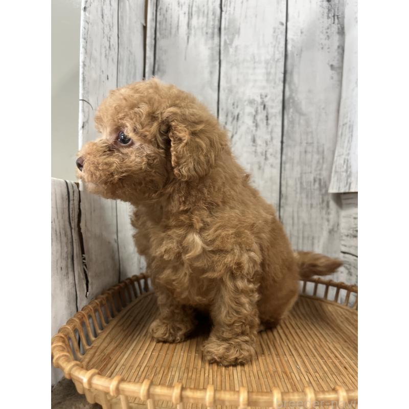 販売中の山梨県のトイプードル-424990の3枚目