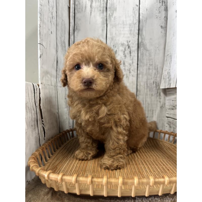 販売中の山梨県のトイプードル-424990の2枚目