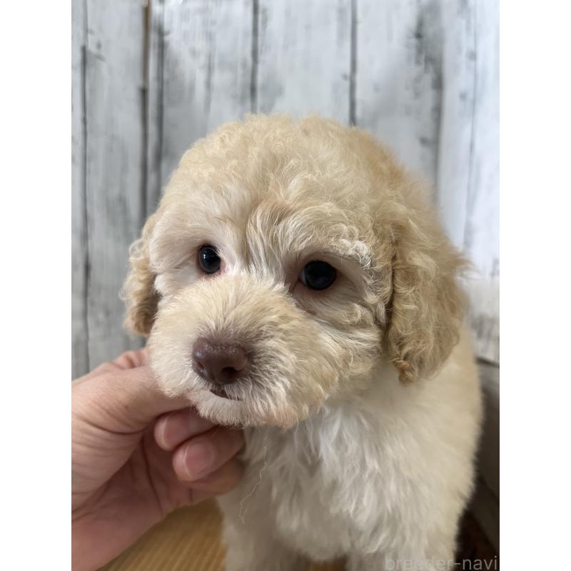 販売中の山梨県のトイプードル-424992の5枚目