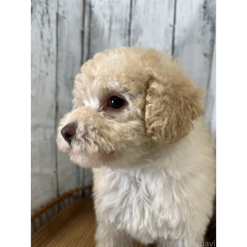 販売中の山梨県のトイプードル-424992の4枚目