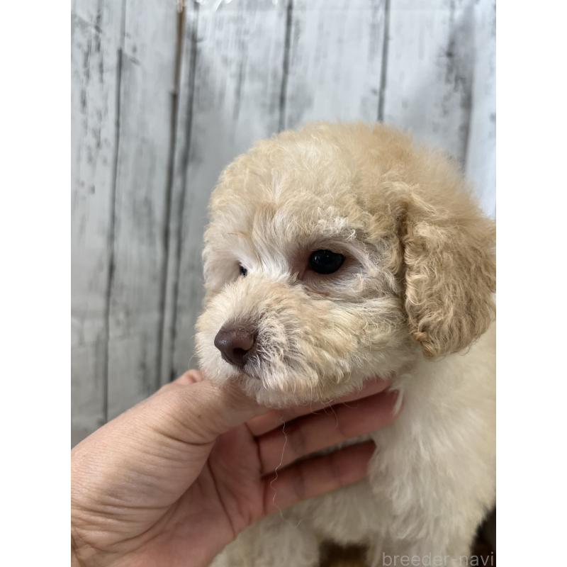 販売中の山梨県のトイプードル-424992の3枚目