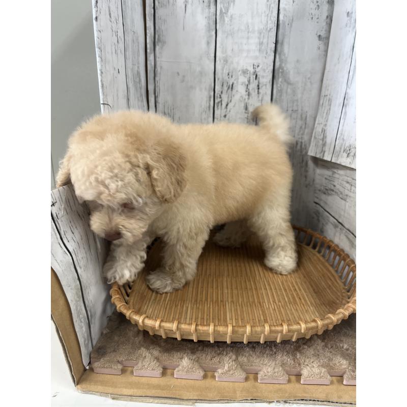 販売中の山梨県のトイプードル-424992の2枚目