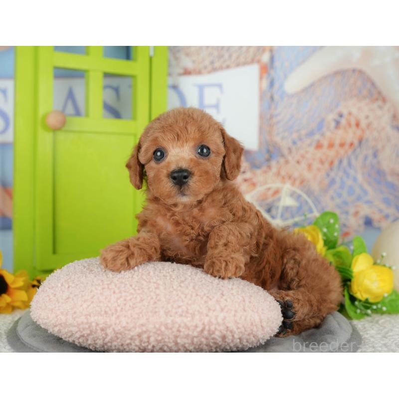 販売中の千葉県のトイプードル-424993の15枚目