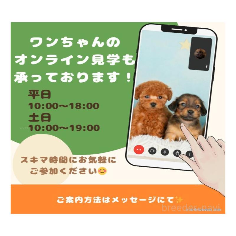 販売中の千葉県のトイプードル-424993の14枚目