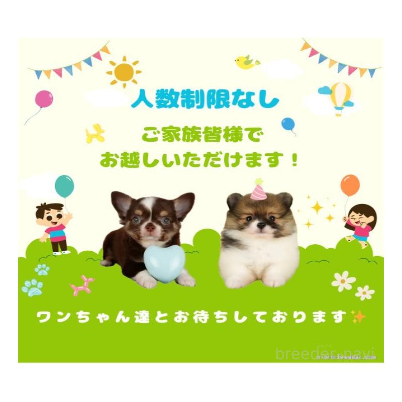 販売中の千葉県のトイプードル-424993の13枚目