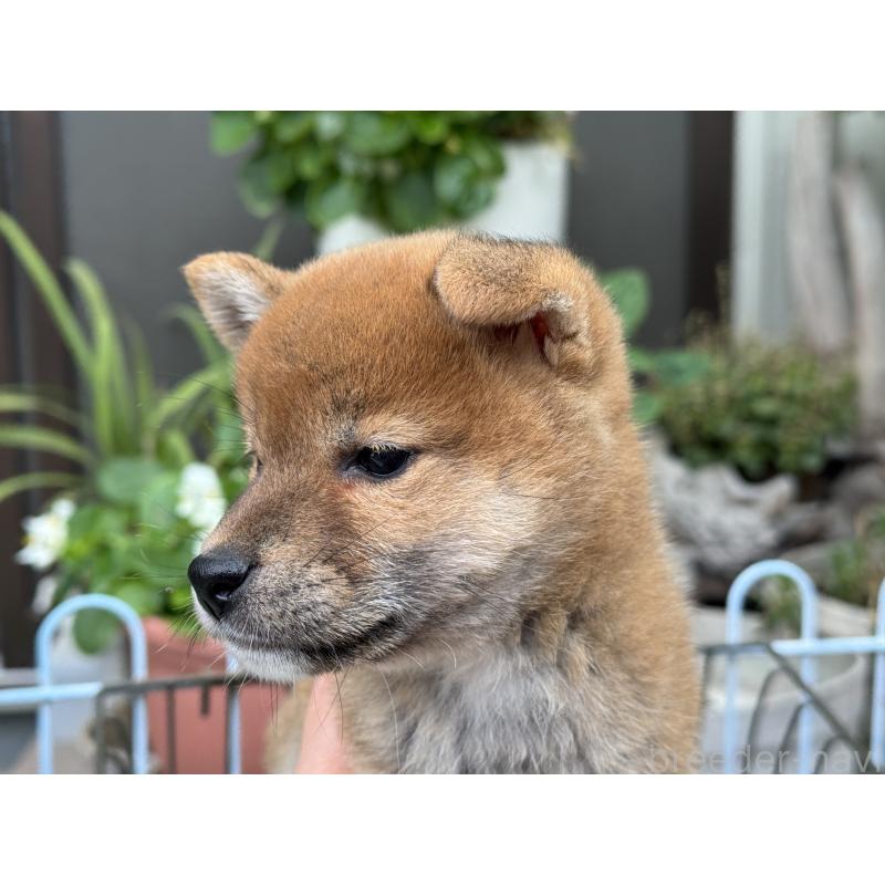 販売中の岡山県の柴犬-421145の3枚目
