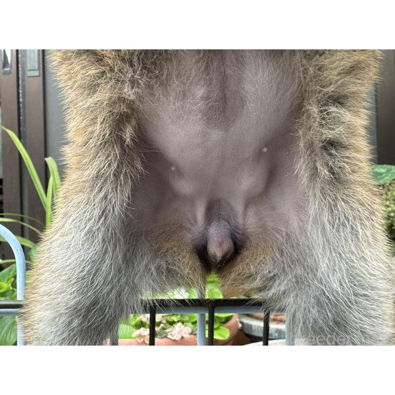 販売中の岡山県の柴犬-421145の2枚目