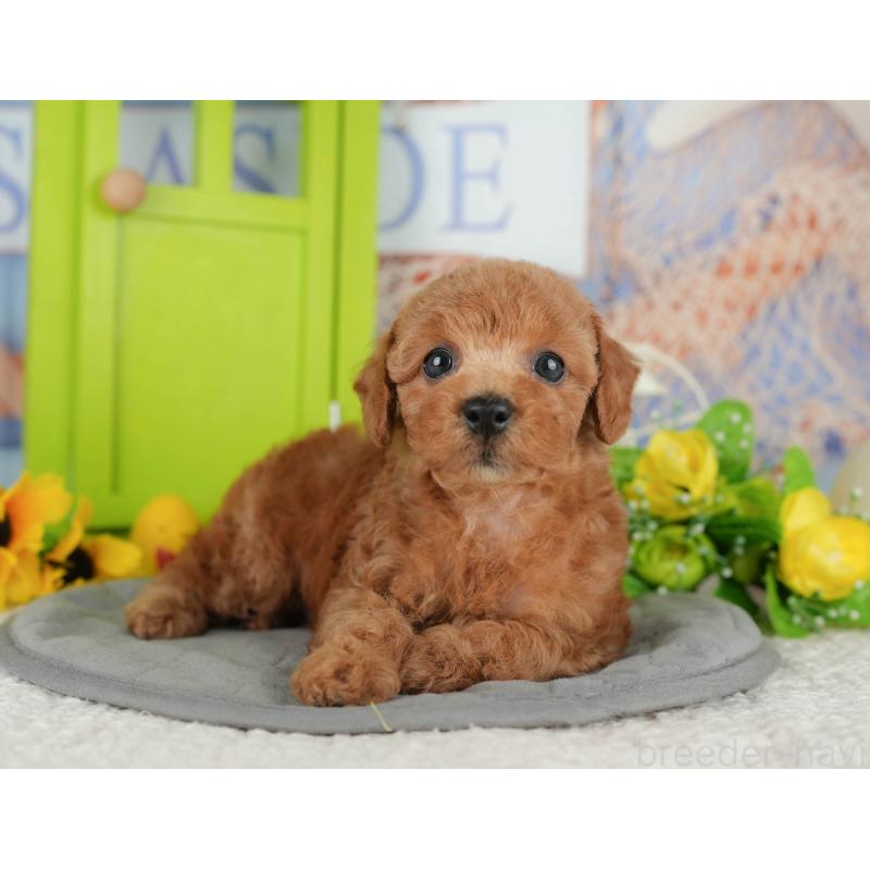 販売中の千葉県のトイプードル-424993の11枚目