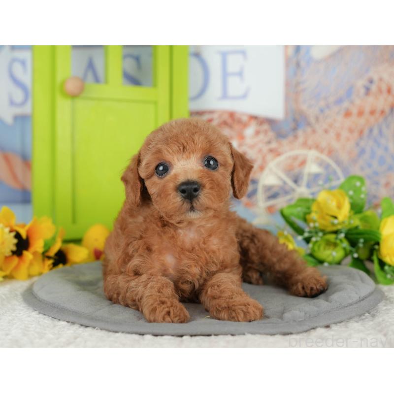 販売中の千葉県のトイプードル-424993の10枚目