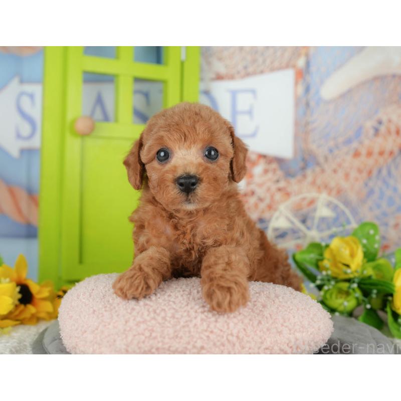 販売中の千葉県のトイプードル-424993の9枚目