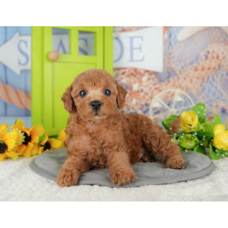 販売中の千葉県のトイプードル-424993の6枚目