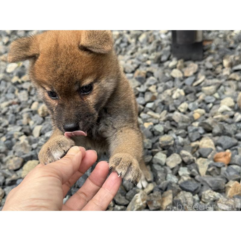 成約済の岡山県の柴犬-421398の3枚目