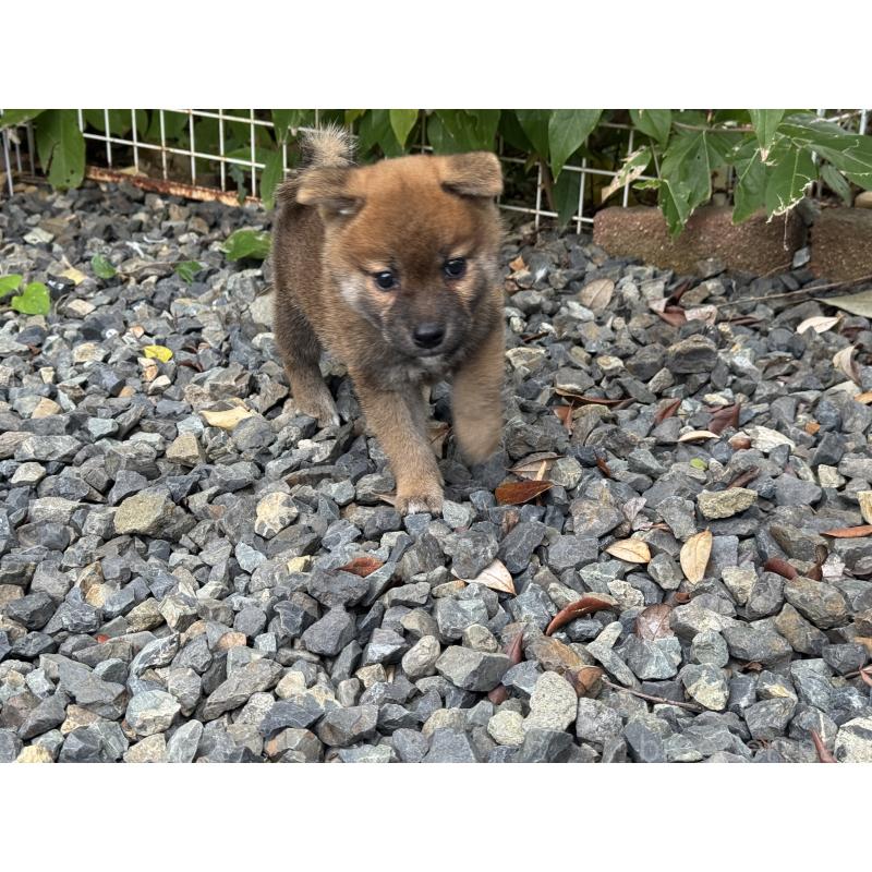 成約済の岡山県の柴犬-421398の2枚目